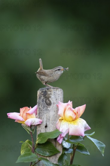 Eurasian wren (Troglodytes troglodytes) adult bird on a garden fence post with food in its beak in summer, England, United Kingdom
