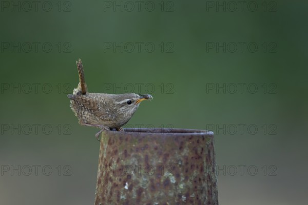 Eurasian wren (Troglodytes troglodytes) adult bird on a piece of metal in a garden with food in its beak in summer, England, United Kingdom