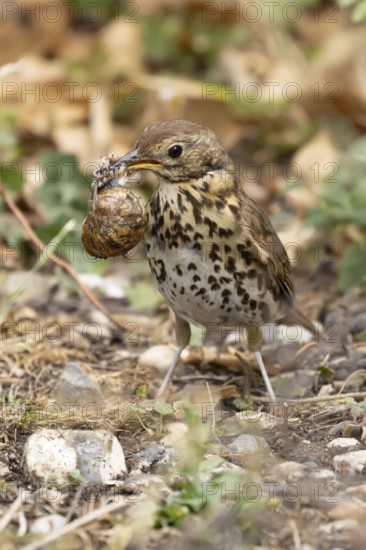 Song thrush (Turdus philomelos) adult garden bird with a snail in its beak for food, England, United Kingdom