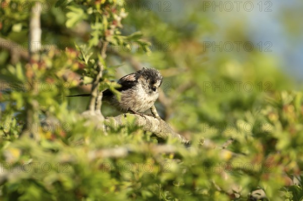 Long tailed tit (Aegithalos caudatus) adult garden bird sleeping on a tree branch in summer, England, United Kingdom