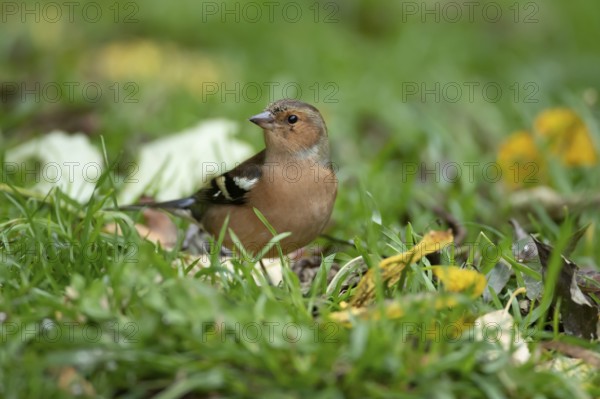 Eurasian chaffinch (Fringilla coelebs) adult male bird on a garden grass lawn in autumn, England, United Kingdom