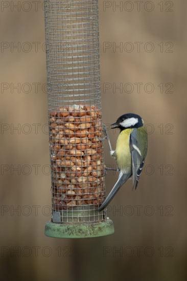 Great tit (Parus major) adult garden bird feeding on a peanut bird feeder, England, United Kingdom