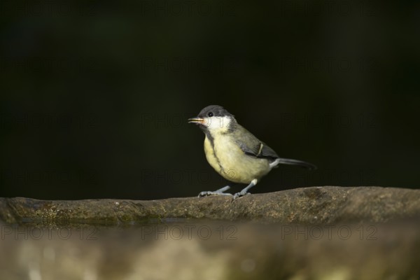 Great tit (Parus major) juvenile baby fledgling garden bird on a bird bath in summer, England, United Kingdom