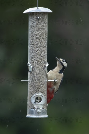 Great spotted woodpecker (Dendrocopos major) adult bird feeding on sunflower hearts seeds from a garden bird feeder in winter, England, United Kingdom