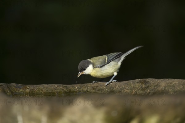 Great tit (Parus major) juvenile baby fledgling garden bird drinking water from a bird bath in summer, England, United Kingdom