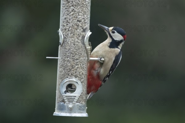 Great spotted woodpecker (Dendrocopos major) adult bird feeding on sunflower hearts seeds from a garden bird feeder in winter, England, United Kingdom