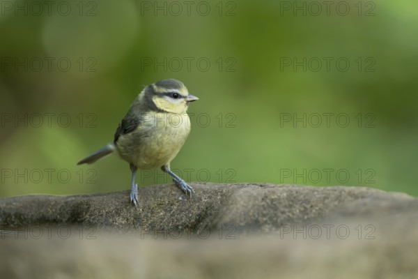 Blue tit (Cyanistes caeruleus) juvenile baby fledgling garden bird on a bird bath in summer, England, United Kingdom