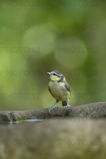 Blue tit (Cyanistes caeruleus) juvenile baby fledgling garden bird on a bird bath in summer, England, United Kingdom