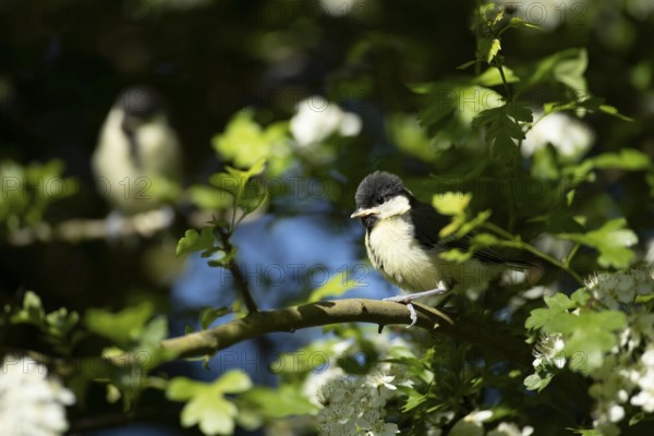 Great tit (Parus major) juvenile baby fledgling garden bird in a tree in summer, England, United Kingdom