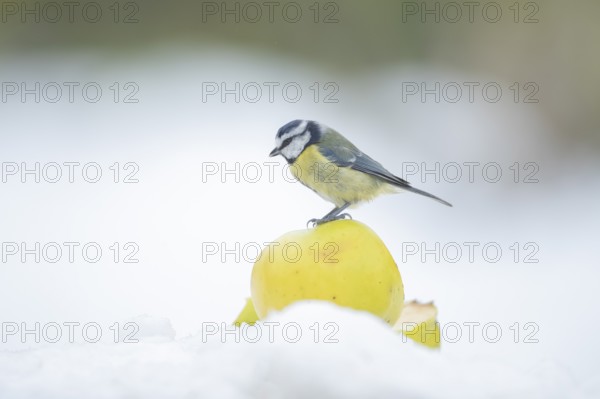 Blue tit (Cyanistes caeruleus) adult garden bird on an apple in a snow covered garden in winter, England, United Kingdom