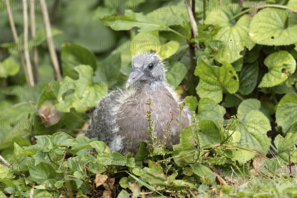 Wood pigeon (Columba palumbus) juvenile baby squab bird in a garden in summer, England, United Kingdom