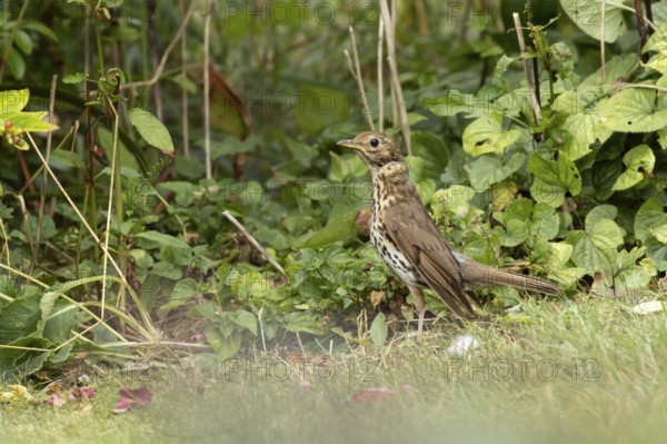 Song thrush (Turdus philomelos) adult garden bird in a flower border in summer, England, United Kingdom