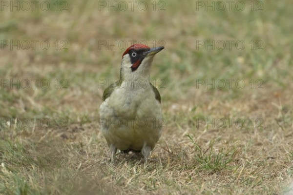 Green woodpecker (Picus viridis) adult bird on a garden grass lawn in summer, England, United Kingdom