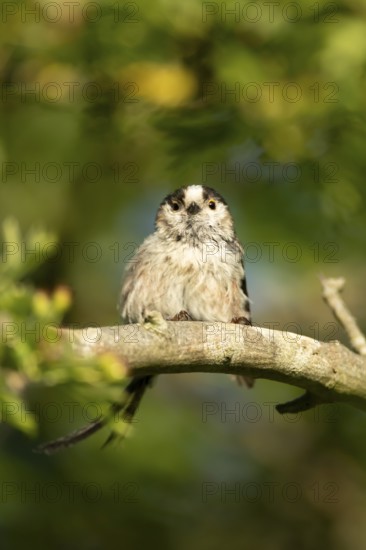 Long tailed tit (Aegithalos caudatus) adult garden bird on a tree branch in summer, England, United Kingdom