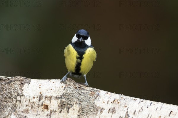 Great tit (Parus major) adult garden bird on a tree branch, Wales, United Kingdom