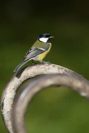 Great tit (Parus major) adult garden bird on a wheel barrow foot, Wales, United Kingdom