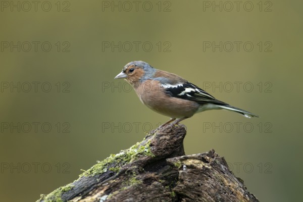 Eurasian chaffinch (Fringilla coelebs) adult male garden bird on a tree stump in autumn, England, United Kingdom