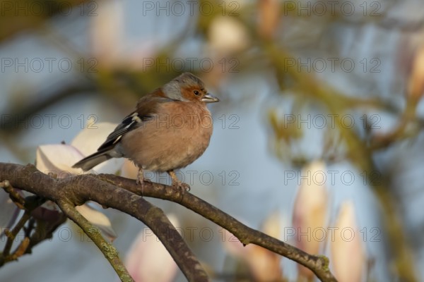 Eurasian chaffinch (Fringilla coelebs) adult male garden bird on a Magnolia tree with spring blossom, England, United Kingdom