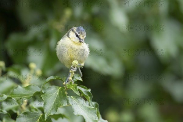 Blue tit (Cyanistes caeruleus) adult garden bird on an Ivy tree flower bud in summer, England, United Kingdom