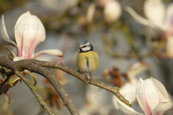 Blue tit (Cyanistes caeruleus) adult garden bird on a Magnolia tree with spring blossom, England, United Kingdom