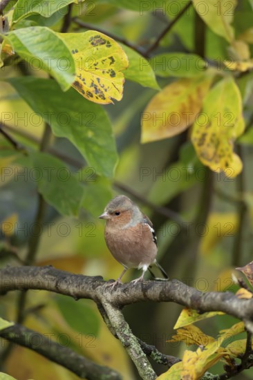 Eurasian chaffinch (Fringilla coelebs) adult male garden bird on a Magnolia tree branch amongst autumn colour leaves, England, United Kingdom
