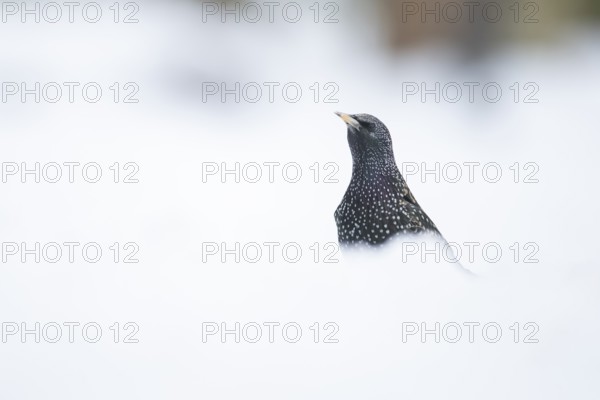 Eurasian starling (Sturnus vulgaris) adult garden bird in snow in winter, England, United Kingdom