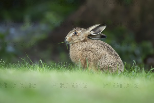 European brown hare (Lepus europaeus) adult wild animal feeding on a garden grass lawn in summer, England, United Kingdom