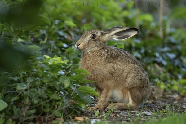 Brown hare (Lepus europaeus) adult wild animal in a garden in summer, England, United Kingdom