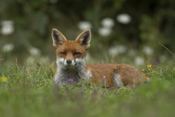 Red fox (Vulpes vulpes) adult wild animal resting amongst wildflowers in grassland in summer, England, United Kingdom