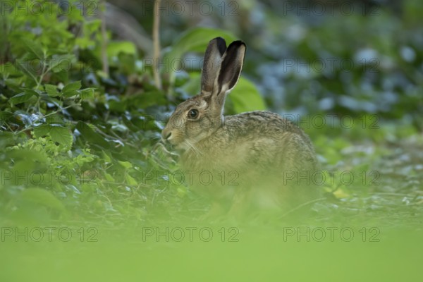 European brown hare (Lepus europaeus) adult wild animal in a garden in summer, England, United Kingdom