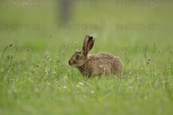 Brown hare (Lepus europaeus) adult wild animal in grassland in summer, England, United Kingdom