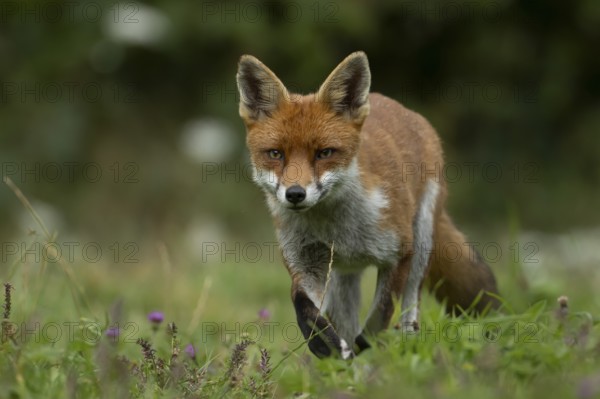 Red fox (Vulpes vulpes) adult wild animal in grassland in summer, England, United Kingdom