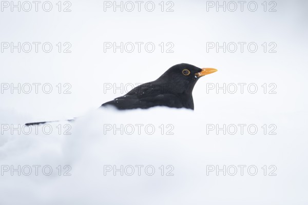 Eurasian blackbird (Turdus merula) adult male garden bird on a snow covered lawn in winter, England, United Kingdom