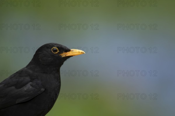 Eurasian blackbird (Turdus merula) adult male garden bird head portrait in spring, England, United Kingdom