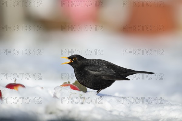 Eurasian blackbird (Turdus merula) adult male garden bird feeding on apples on a snow covered lawn in winter, England, United Kingdom