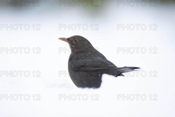 Eurasian blackbird (Turdus merula) adult female garden bird on a snow covered lawn in winter, England, United Kingdom