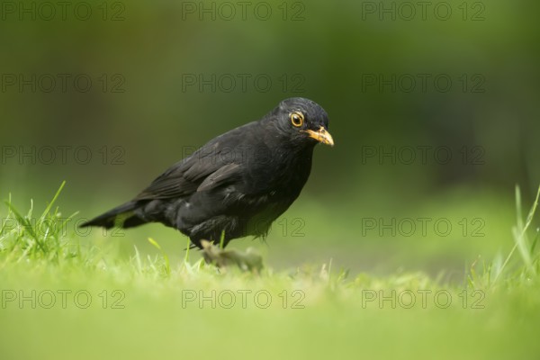 Eurasian blackbird (Turdus merula) adult male garden bird on a grass lawn in summer, England, United Kingdom