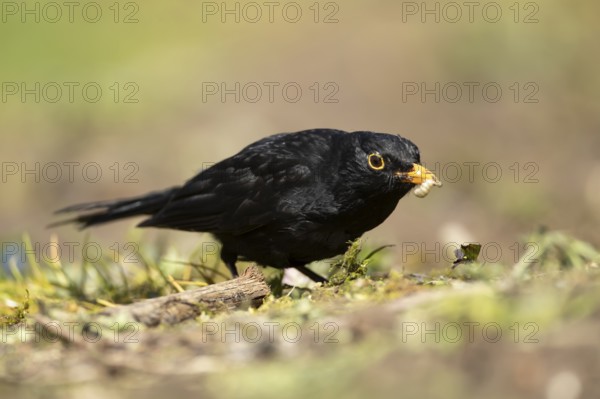 Eurasian blackbird (Turdus merula) adult male garden bird collecting insect grubs in summer, England, United Kingdom