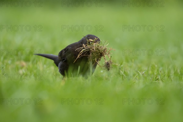 Eurasian blackbird (Turdus merula) adult female garden bird collecting nest material from a grass lawn in spring, England, United Kingdom