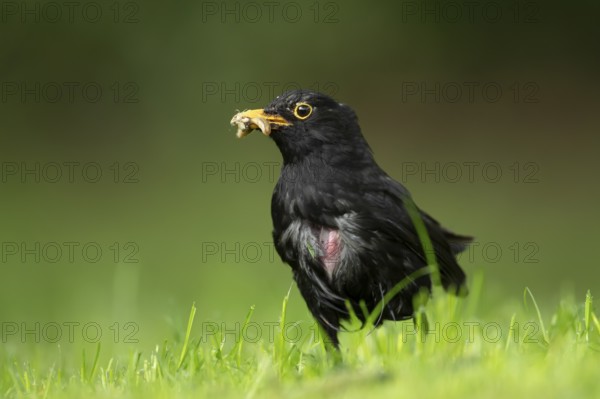 Eurasian blackbird (Turdus merula) adult male garden bird collecting insect grubs on a grass lawn in summer, England, United Kingdom