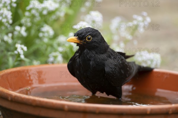 Eurasian blackbird (Turdus merula) adult male garden bird bathing in water in a plant pot saucer in summer, England, United Kingdom
