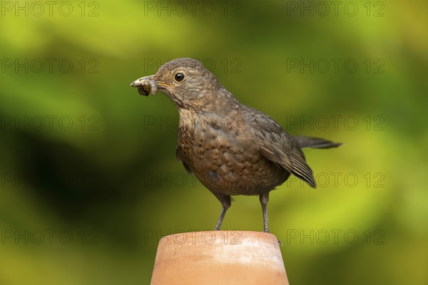 Eurasian blackbird (Turdus merula) adult female garden bird on a plant pot with insect grubs for food in its beak in summer, England, United Kingdom