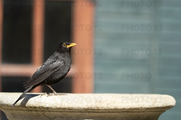 Eurasian blackbird (Turdus merula) adult male garden bird on a bird bath in summer, England, United Kingdom