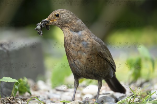 Eurasian blackbird (Turdus merula) adult female garden bird with insect grubs for food in its beak in summer, England, United Kingdom