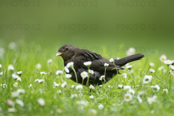 Eurasian blackbird (Turdus merula) adult female garden bird on a grass lawn with daisey flowers in summer, England, United Kingdom