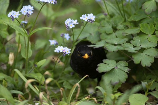 Eurasian blackbird (Turdus merula) adult male garden bird emerging from a flower border in spring, England, United Kingdom