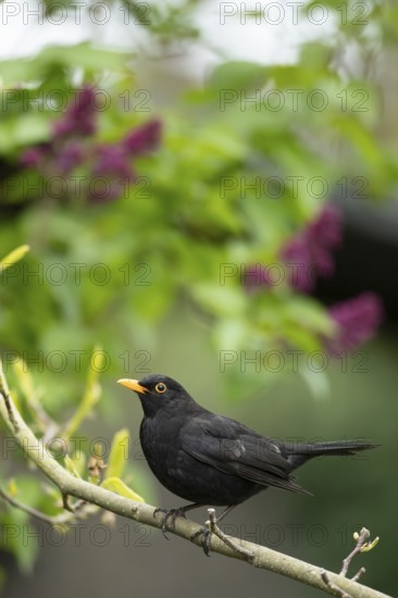 Eurasian blackbird (Turdus merula) adult male garden bird on a tree branch in spring, England, United Kingdom