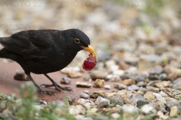 Eurasian blackbird (Turdus merula) adult male garden bird feeding on a grape, England, United Kingdom