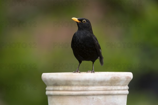 Eurasian blackbird (Turdus merula) adult male garden bird on a plant pot, England, United Kingdom