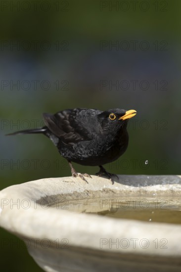 Eurasian blackbird (Turdus merula) adult male garden bird drinking water from a bird bath in spring, England, United Kingdom